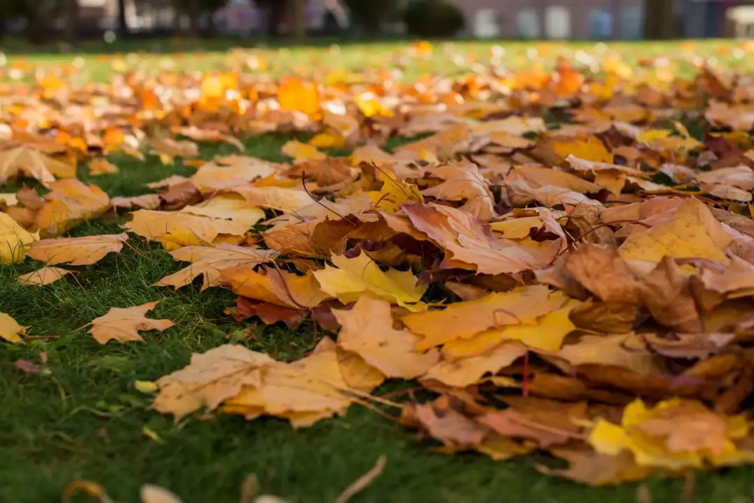 Manage Fallen Leaves and Garden Waste