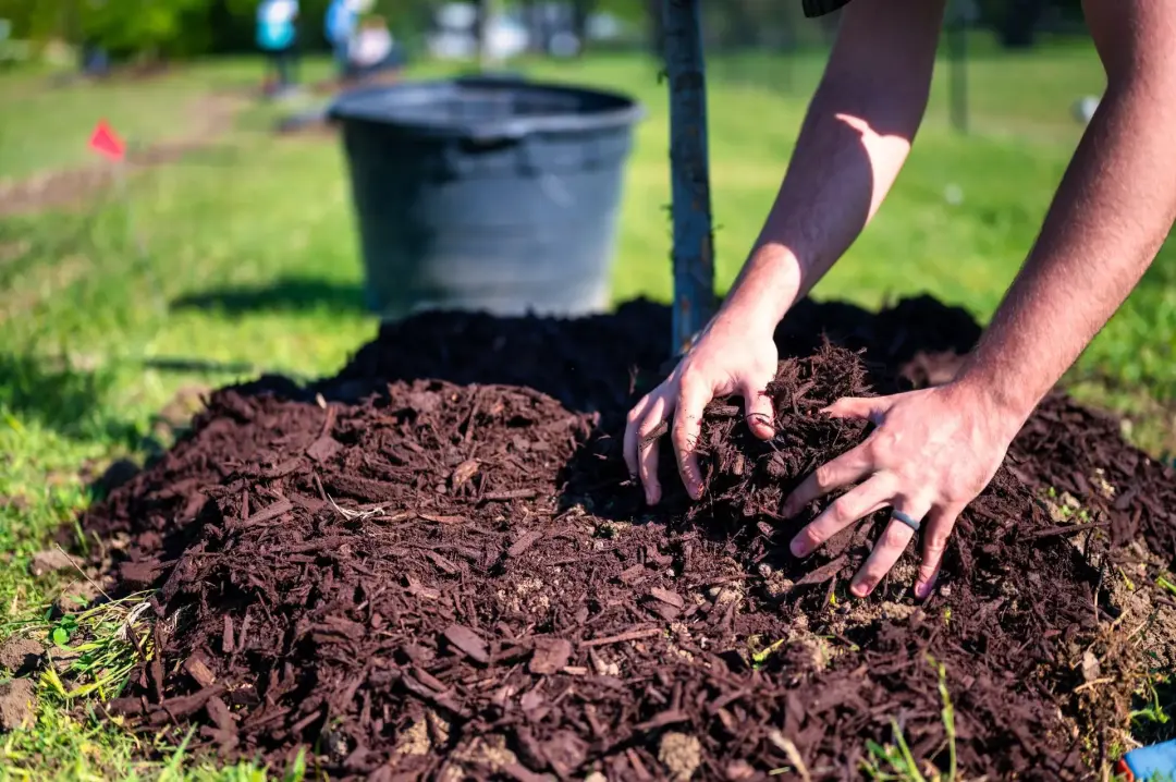 Improve Soil with Compost and Mulch