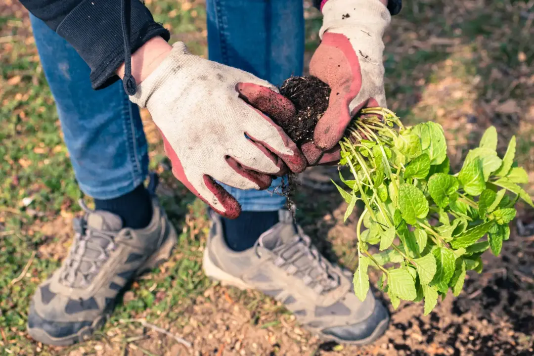 How Planting Adds Colour and Character