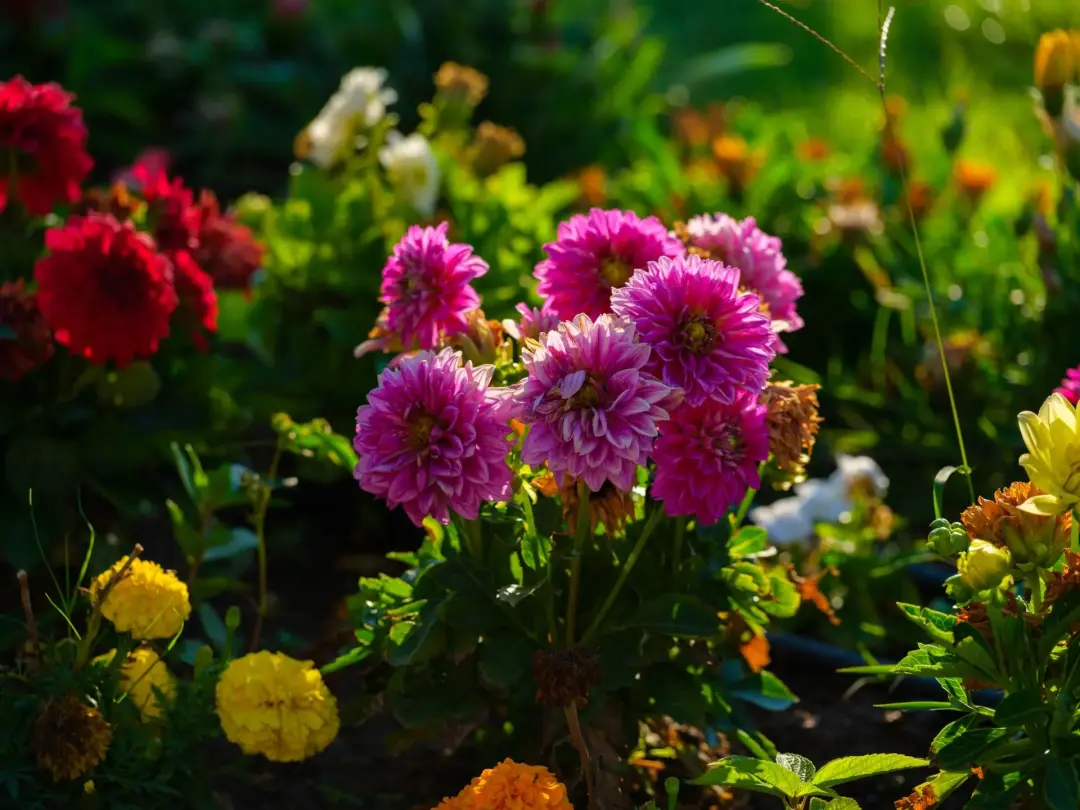 How to Maintain a Soft-Landscaped Garden How to Maintain a Soft-Landscaped Garden Image