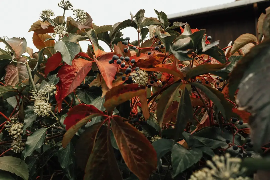 Prepare the Garden for Each Season