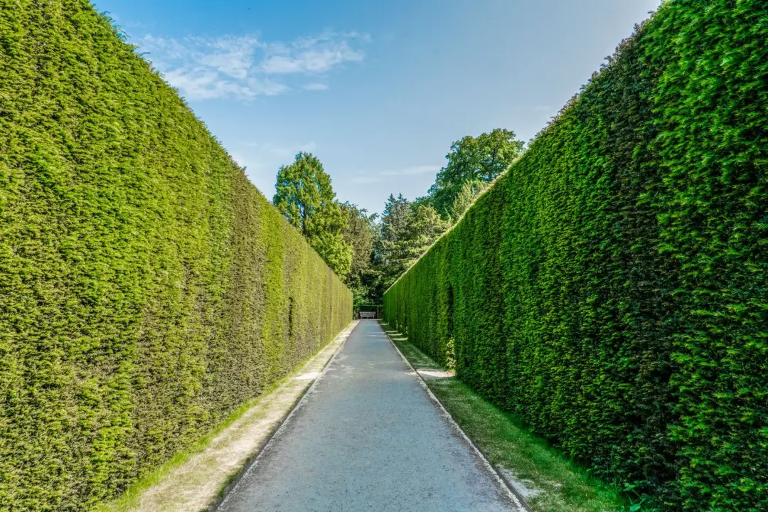 Improving Privacy with Hedges and Planting