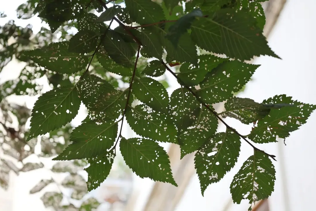 Check Plants for Pests and Disease