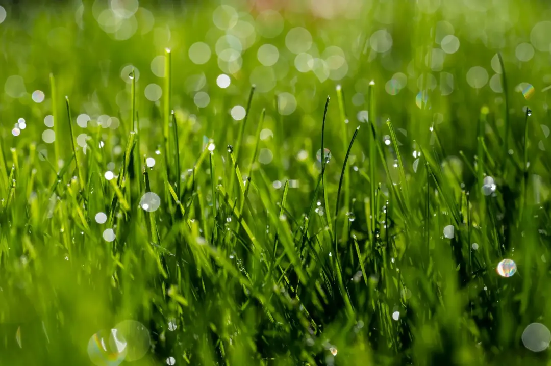 Keep Lawns Healthy and Even