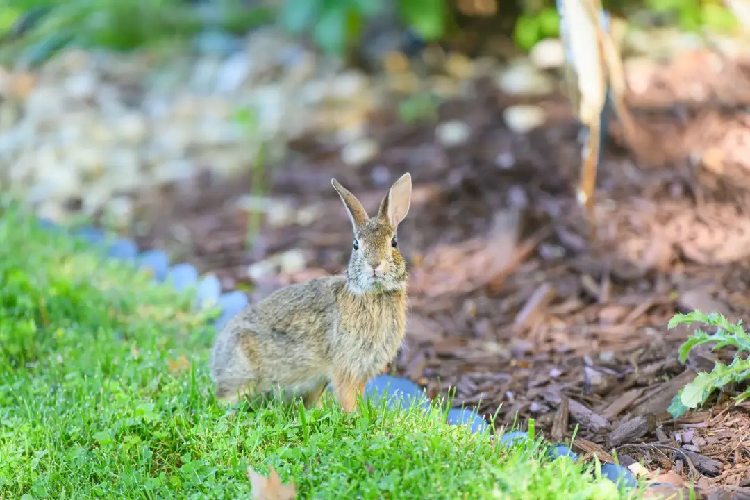 How Soft Landscaping Supports Local Wildlife