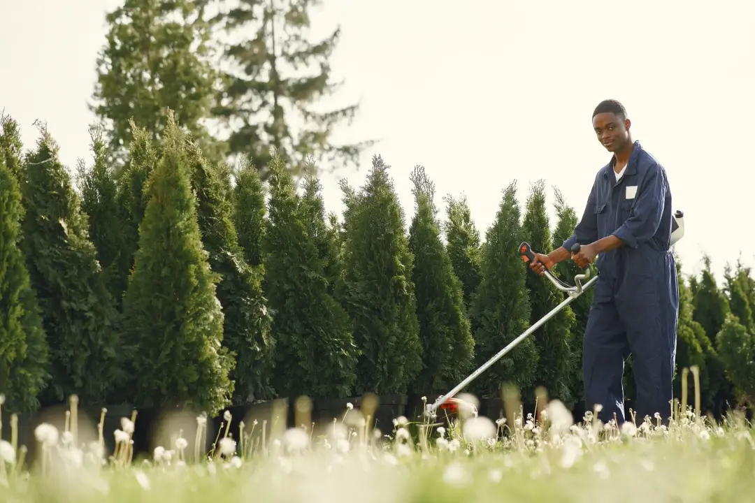 How Soft Landscaping Can Transform Your Garden How Soft Landscaping Can Transform Your Garden Image