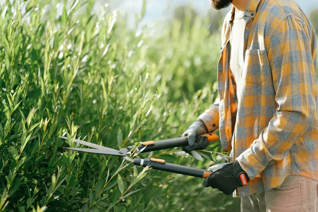 Prune Trees, Shrubs and Hedges