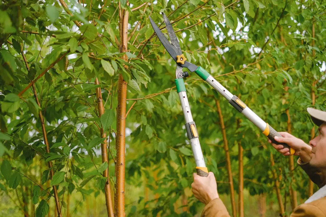 Create a Simple Garden Maintenance Plan