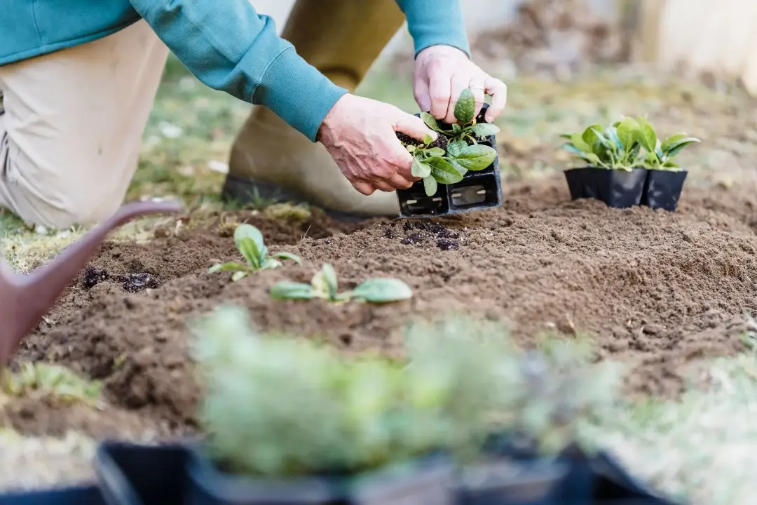 Choosing the Right Plants for Your Garden